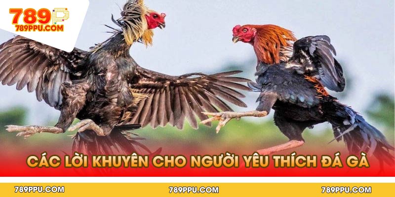 Các lời khuyên cho người yêu thích đá gà Campuchia