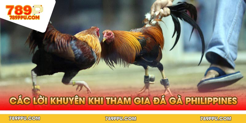 Các Lời Khuyên Khi Tham Gia Đá Gà Philippines