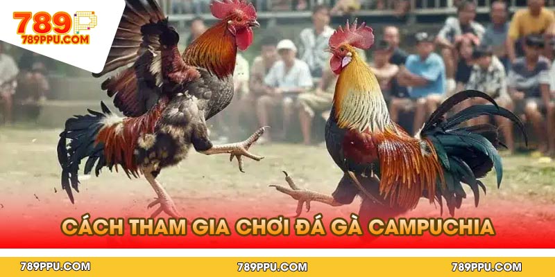Cách tham gia chơi đá gà Campuchia