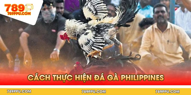 Cách Thực Hiện Đá Gà Philippines