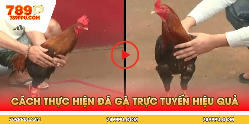 Cách thực hiện đá gà trực tuyến hiệu quả