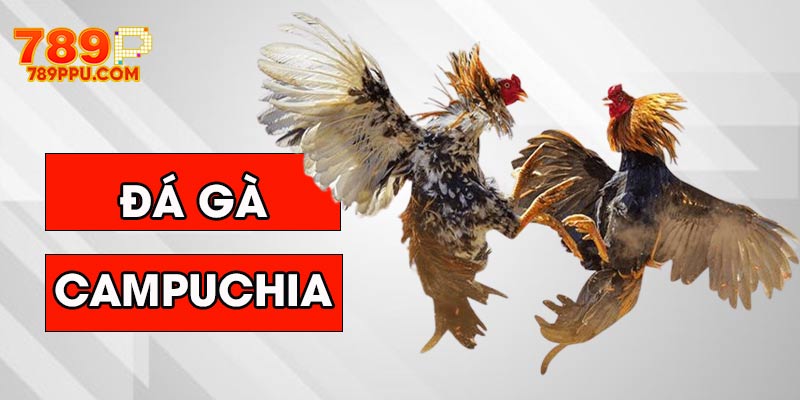 đá gà Campuchia