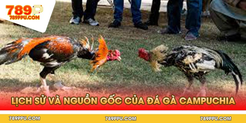 Lịch sử và nguồn gốc của đá gà Campuchia